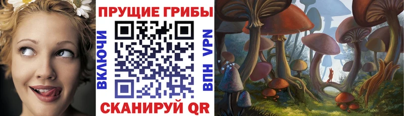 Псилоцибиновые грибы Psilocybine cubensis  Буинск 
